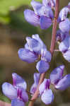 Sundial lupine